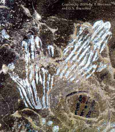 Esselen handprint rock art.